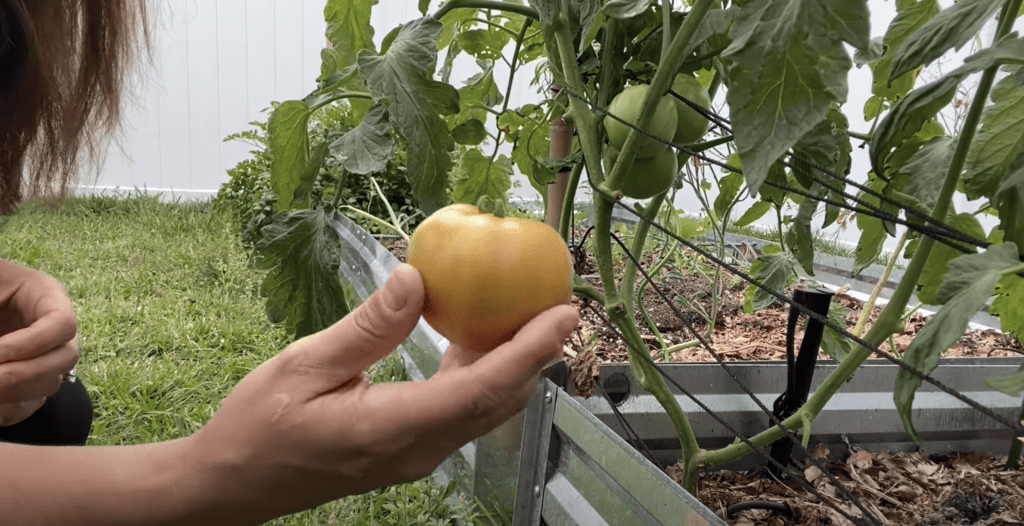 Floradade tomato